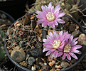 Нажмите на изображение для увеличения.

Название:	Gymnocalycium_neuhuberii_typ_GN77-363+.jpg
Просмотров:	94
Размер:	200.2 Кб
ID:	331980