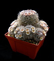 Нажмите на изображение для увеличения.

Название:	5_Mammillaria_bocasana...jpg
Просмотров:	136
Размер:	71.8 Кб
ID:	332014