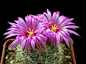 Нажмите на изображение для увеличения.

Название:	5_Mammillaria_meridiorosei...jpg
Просмотров:	133
Размер:	134.7 Кб
ID:	332015