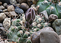 Нажмите на изображение для увеличения.

Название:	Gymnocalycium_kroenleinii_VG1039.jpg
Просмотров:	232
Размер:	214.7 Кб
ID:	332020