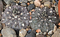 Нажмите на изображение для увеличения.

Название:	Gymnocalycium_taningaense_STO868-1.jpg
Просмотров:	232
Размер:	201.7 Кб
ID:	332022