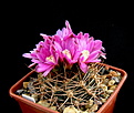 Нажмите на изображение для увеличения.

Название:	6_Gymnocalycium_neuhuberi_GN77.jpg
Просмотров:	244
Размер:	125.2 Кб
ID:	332024