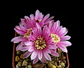 Нажмите на изображение для увеличения.

Название:	6_Gymnocalycium_neuhuberi_GN77...jpg
Просмотров:	247
Размер:	103.9 Кб
ID:	332025