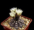 Нажмите на изображение для увеличения.

Название:	6_Gymnocalycium_taningaense_STO868.jpg
Просмотров:	249
Размер:	98.4 Кб
ID:	332027
