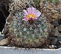 Нажмите на изображение для увеличения.

Название:	Pediocactus_simpsonii_SB586.jpg
Просмотров:	138
Размер:	214.3 Кб
ID:	332031