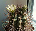 Нажмите на изображение для увеличения.

Название:	Gymnocalycium_pungens.jpg
Просмотров:	156
Размер:	236.2 Кб
ID:	332071