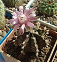 Нажмите на изображение для увеличения.

Название:	Gymnocalycium_michanovichii_var._friedriechii.jpg
Просмотров:	165
Размер:	216.9 Кб
ID:	332072
