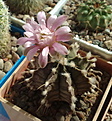 Нажмите на изображение для увеличения.

Название:	Gymnocalycium_michanovichii_var._friedriechii.jpg
Просмотров:	150
Размер:	216.9 Кб
ID:	332072