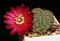 Нажмите на изображение для увеличения.

Название:	Sulcorebutia_perplexiflora_WR599_387_2.JPG
Просмотров:	174
Размер:	118.1 Кб
ID:	332085