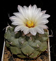 Нажмите на изображение для увеличения.

Название:	Strombocactus_disciformis_258_15.JPG
Просмотров:	177
Размер:	142.6 Кб
ID:	332086