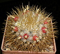 Нажмите на изображение для увеличения.

Название:	Mammillaria_nivosa_070b_3.JPG
Просмотров:	166
Размер:	201.2 Кб
ID:	332087