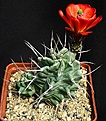 Нажмите на изображение для увеличения.

Название:	Echinocereus_triglochidiatus_monacanthus_HK1040_IMG_0836.jpg
Просмотров:	162
Размер:	158.3 Кб
ID:	332092