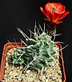 Нажмите на изображение для увеличения.

Название:	Echinocereus_triglochidiatus_monacanthus_HK1040_IMG_0836.jpg
Просмотров:	146
Размер:	158.3 Кб
ID:	332092