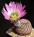 Нажмите на изображение для увеличения.

Название:	Echinocereus_pectinatus_Somberete_IMG_0854.jpg
Просмотров:	159
Размер:	173.2 Кб
ID:	332093