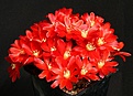 Нажмите на изображение для увеличения.

Название:	Rebutia_fiebrigii_KK1565_IMG_0869.jpg
Просмотров:	167
Размер:	187.0 Кб
ID:	332094