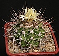 Нажмите на изображение для увеличения.

Название:	Copiapoa_calderana_v_spinosior_10kSBarquita_IMG_0877.jpg
Просмотров:	169
Размер:	182.9 Кб
ID:	332095