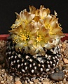 Нажмите на изображение для увеличения.

Название:	Copiapoa_humilis_v_tenuissima_IMG_0881.jpg
Просмотров:	158
Размер:	122.4 Кб
ID:	332096