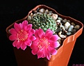 Нажмите на изображение для увеличения.

Название:	Rebutia violaciflora3.jpg
Просмотров:	162
Размер:	116.2 Кб
ID:	332100