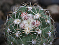 Нажмите на изображение для увеличения.

Название:	Sclerocactus_mesae-verdae_SB1010_.jpg
Просмотров:	150
Размер:	191.9 Кб
ID:	332101