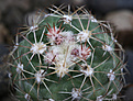 Нажмите на изображение для увеличения.

Название:	Sclerocactus_mesae-verdae_SB1010_.jpg
Просмотров:	136
Размер:	191.9 Кб
ID:	332101