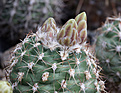 Нажмите на изображение для увеличения.

Название:	Sclerocactus_mesae-verdae_SB1010.jpg
Просмотров:	149
Размер:	197.2 Кб
ID:	332102