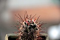 Нажмите на изображение для увеличения.

Название:	Sclerocactus parviflorus RP135_4y_04.13.jpg
Просмотров:	253
Размер:	70.9 Кб
ID:	332124