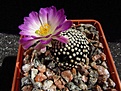 Нажмите на изображение для увеличения.

Название:	Mammillaria_luethyi.jpg
Просмотров:	138
Размер:	99.7 Кб
ID:	332125