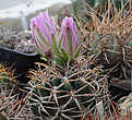 Нажмите на изображение для увеличения.

Название:	Gymnocalycium_achirasense_VG716.jpg
Просмотров:	141
Размер:	196.7 Кб
ID:	332135