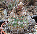 Нажмите на изображение для увеличения.

Название:	Gymnocalycium_polycephalum_VG210a.jpg
Просмотров:	146
Размер:	219.6 Кб
ID:	332136