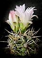 Нажмите на изображение для увеличения.

Название:	Gymnocalycium_achirasense_v.orientale_LB332.jpg
Просмотров:	152
Размер:	196.4 Кб
ID:	332137