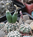 Нажмите на изображение для увеличения.

Название:	Gymnocalycium_bruchii_v_lacumbresitense_VG1160.jpg
Просмотров:	136
Размер:	197.5 Кб
ID:	332153