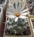Нажмите на изображение для увеличения.

Название:	Turbinicarpus_schwarzii.jpg
Просмотров:	147
Размер:	177.6 Кб
ID:	332154