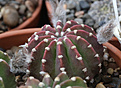 Нажмите на изображение для увеличения.

Название:	Echinopsis_subdenudata_L943_.jpg
Просмотров:	133
Размер:	198.6 Кб
ID:	332155