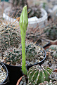 Нажмите на изображение для увеличения.

Название:	Echinopsis_subdenudata_L943.jpg
Просмотров:	130
Размер:	212.5 Кб
ID:	332156