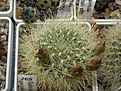 Нажмите на изображение для увеличения.

Название:	Sulcorebutia_swobodae_HS27_269.JPG
Просмотров:	127
Размер:	271.1 Кб
ID:	332166