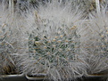 Нажмите на изображение для увеличения.

Название:	Mammillaria_guelzowiana.JPG
Просмотров:	140
Размер:	244.6 Кб
ID:	332174