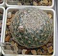 Нажмите на изображение для увеличения.

Название:	Mammillaria_lenta.JPG
Просмотров:	126
Размер:	270.2 Кб
ID:	332175