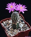 Нажмите на изображение для увеличения.

Название:	Mammillaria goldii.jpg
Просмотров:	153
Размер:	177.2 Кб
ID:	332180