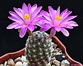 Нажмите на изображение для увеличения.

Название:	Mammillaria goldii.jpg
Просмотров:	156
Размер:	168.3 Кб
ID:	332181