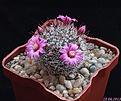 Нажмите на изображение для увеличения.

Название:	Mammillaria sp..jpg
Просмотров:	157
Размер:	199.2 Кб
ID:	332182