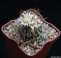 Нажмите на изображение для увеличения.

Название:	Echinofossulocactus sp..jpg
Просмотров:	154
Размер:	191.1 Кб
ID:	332184