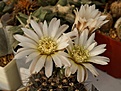 Нажмите на изображение для увеличения.

Название:	Gymnocalicium_taningaense_P212.JPG
Просмотров:	158
Размер:	111.7 Кб
ID:	332194
