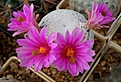 Нажмите на изображение для увеличения.

Название:	Mammillaria_herrerae.JPG
Просмотров:	159
Размер:	116.3 Кб
ID:	332196