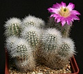 Нажмите на изображение для увеличения.

Название:	Echinocereus_nivosus_IMG_0904.jpg
Просмотров:	142
Размер:	239.8 Кб
ID:	332203