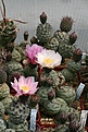 Нажмите на изображение для увеличения.

Название:	tephros_IMG_0928.jpg
Просмотров:	119
Размер:	265.2 Кб
ID:	332206