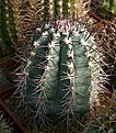 Нажмите на изображение для увеличения.

Название:	Melocactus_azureus_IMG_0937.jpg
Просмотров:	95
Размер:	173.0 Кб
ID:	332208