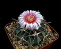 Нажмите на изображение для увеличения.

Название:	7_Echinocactus_texensis.jpg
Просмотров:	112
Размер:	99.0 Кб
ID:	332216