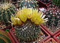 Нажмите на изображение для увеличения.

Название:	7_Notocactus_Buiningii.jpg
Просмотров:	110
Размер:	210.2 Кб
ID:	332217