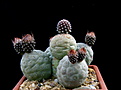 Нажмите на изображение для увеличения.

Название:	7_Tephrocactus_geometricus_Fiambala.jpg
Просмотров:	108
Размер:	100.9 Кб
ID:	332218