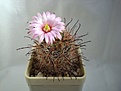 Нажмите на изображение для увеличения.

Название:	Mammillaria_wrightii_v.wilcoxii.JPG
Просмотров:	139
Размер:	63.7 Кб
ID:	332250